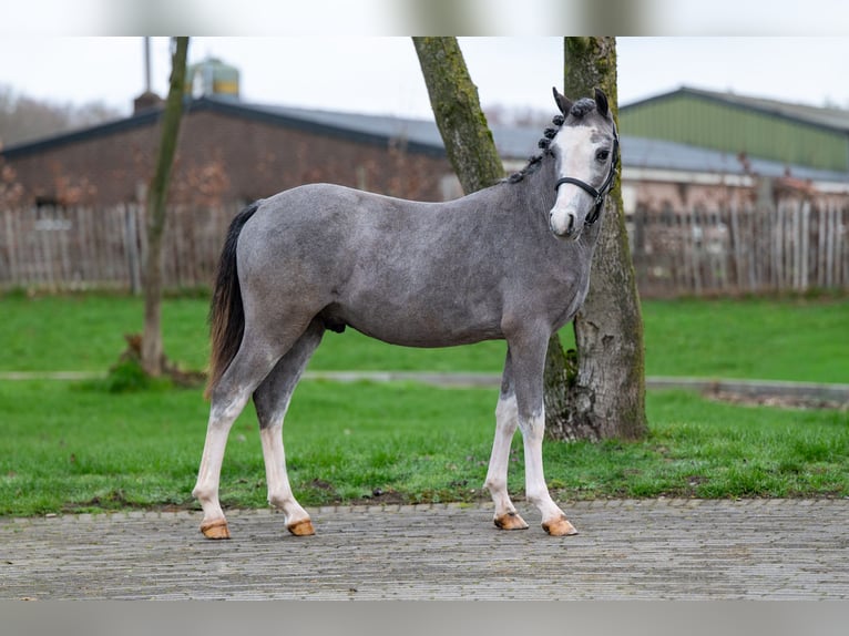 Welsh A (Mountain Pony) Stallion 1 year 10,1 hh  in GROTE-BROGEL