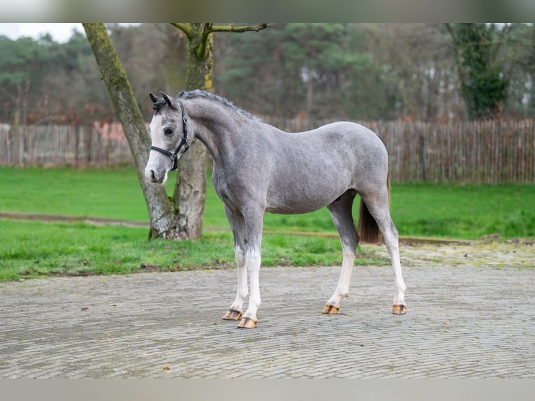 Welsh A (Mountain Pony) Stallion 1 year 10,1 hh  in GROTE-BROGEL