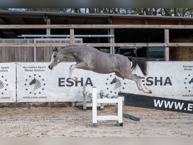 Welsh A (Mountain Pony) Stallion 1 year 10,1 hh  in GROTE-BROGEL
