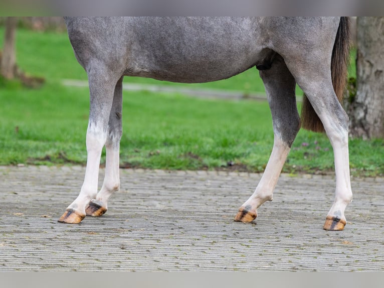 Welsh A (Mountain Pony) Stallion 1 year 10,1 hh  in GROTE-BROGEL