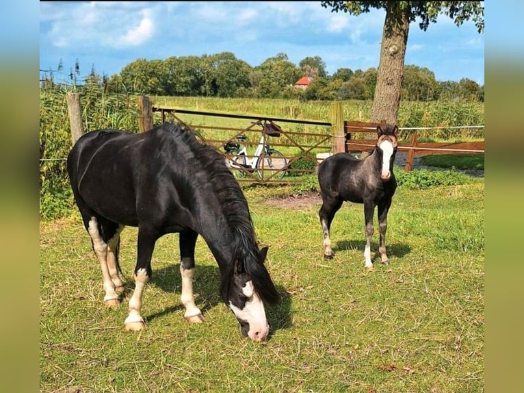 Welsh A (Mountain Pony) Stallion 1 year 10,2 hh Black in Marktschellenberg