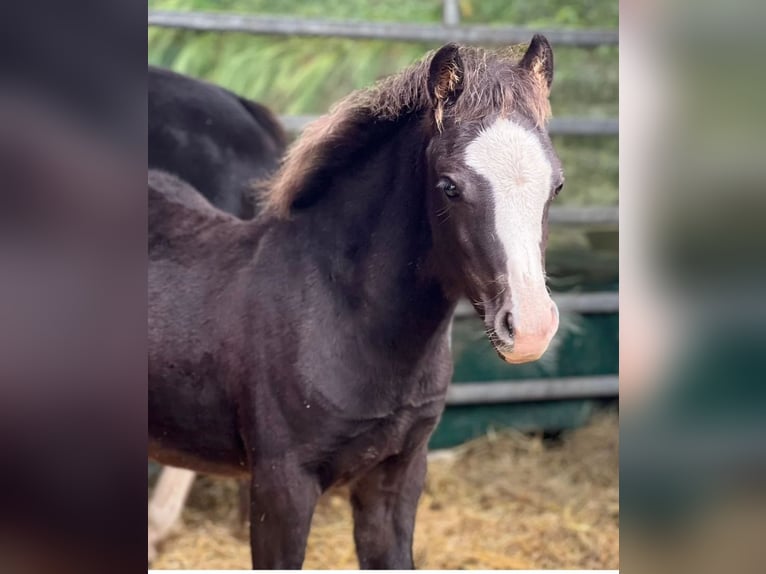 Welsh A (Mountain Pony) Stallion 1 year 10,2 hh Black in Marktschellenberg