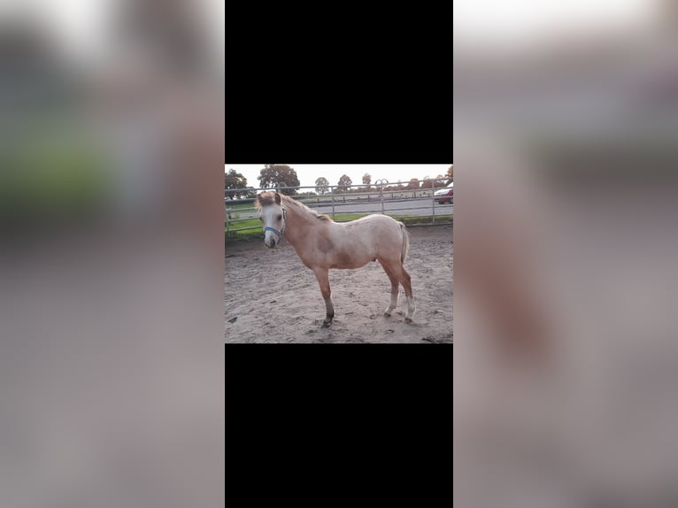 Welsh A (Mountain Pony) Stallion 1 year 10,2 hh Buckskin in Osdorf