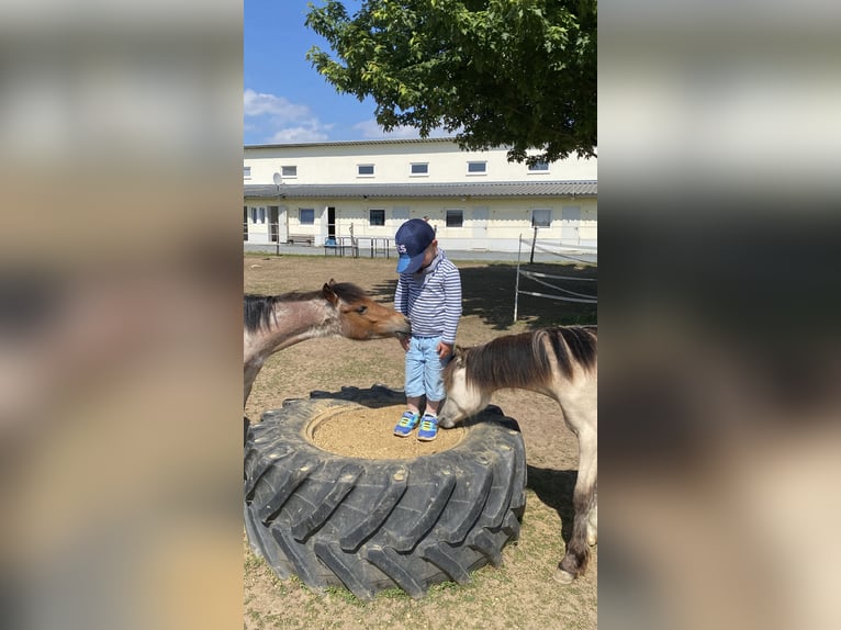 Welsh A (Mountain Pony) Stallion 1 year 10,2 hh Buckskin in ZwingenbergZwingenberg