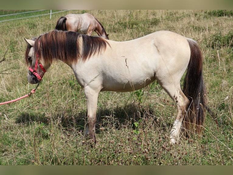 Welsh A (Mountain Pony) Stallion 1 year 10,2 hh Buckskin in ZwingenbergZwingenberg