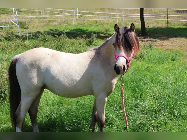 Welsh A (Mountain Pony) Stallion 1 year 10,2 hh Buckskin in ZwingenbergZwingenberg