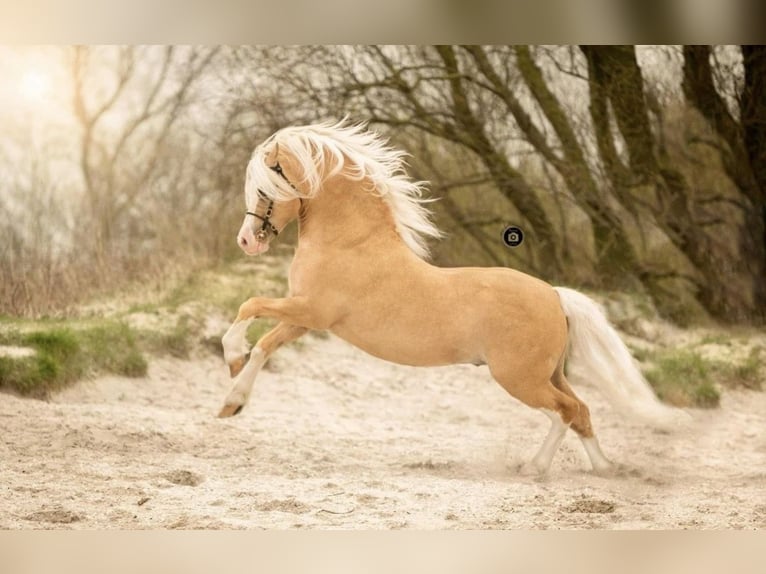 Welsh A (Mountain Pony) Stallion 1 year 10,2 hh Buckskin in ZwingenbergZwingenberg