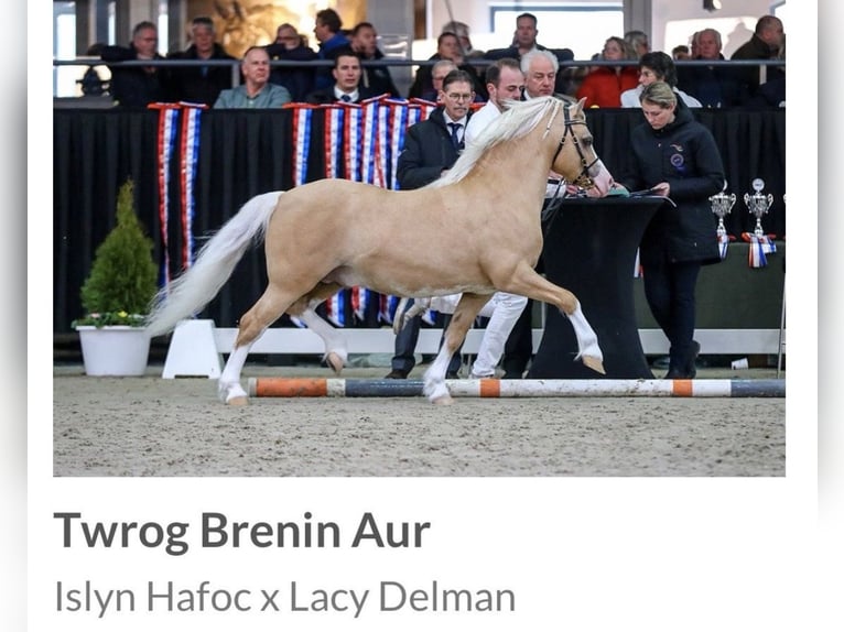Welsh A (Mountain Pony) Stallion 1 year 10,2 hh Buckskin in ZwingenbergZwingenberg