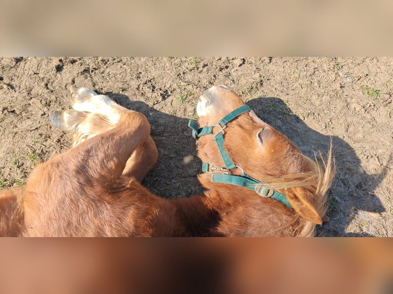Welsh A (Mountain Pony) Stallion 1 year 10,2 hh Chestnut-Red in Erlau