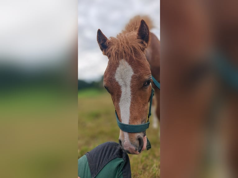 Welsh A (Mountain Pony) Stallion 1 year 10,2 hh Chestnut-Red in Erlau