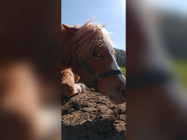 Welsh A (Mountain Pony) Stallion 1 year 10,2 hh Chestnut-Red in Erlau