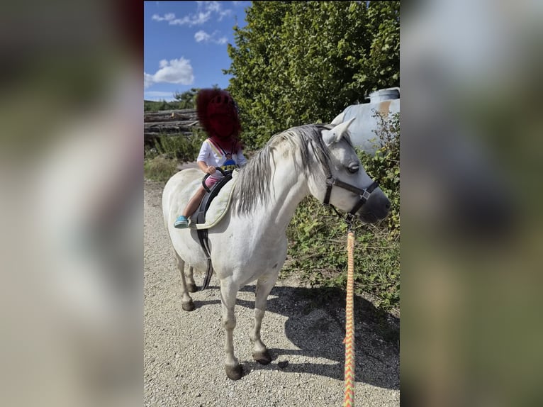 Welsh A (Mountain Pony) Stallion 1 year 11.2 hh Grey-Dark-Tan in Gerstetten