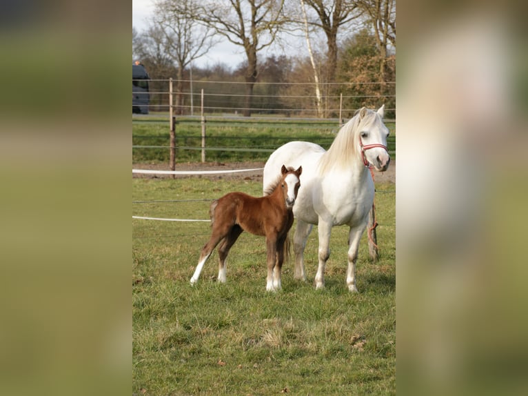 Welsh A (Mountain Pony) Stallion 1 year 11.2 hh Grey in Ruinerwold