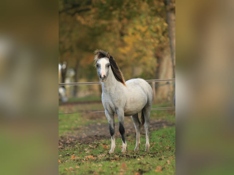 Welsh A (Mountain Pony) Stallion 1 year 11.2 hh Grey in Ruinerwold