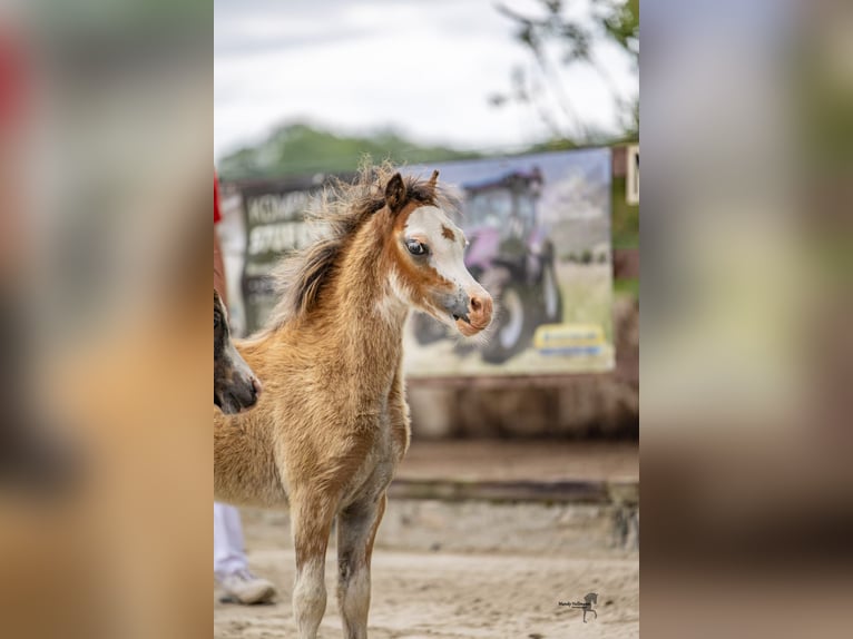 Welsh A (Mountain Pony) Stallion 1 year 11,1 hh Bay-Dark in Ansbach
