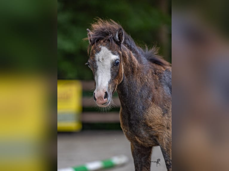 Welsh A (Mountain Pony) Stallion 1 year 11,1 hh Bay-Dark in Ansbach