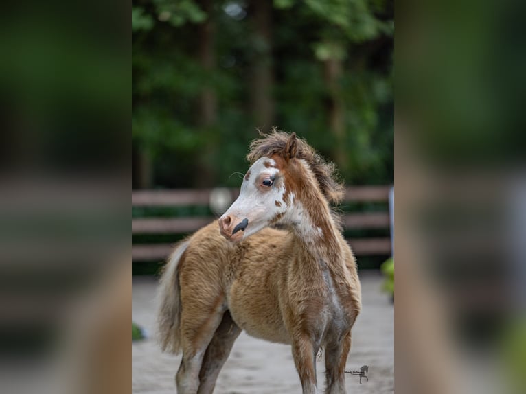 Welsh A (Mountain Pony) Stallion 1 year 11,1 hh Can be white in Ansbach