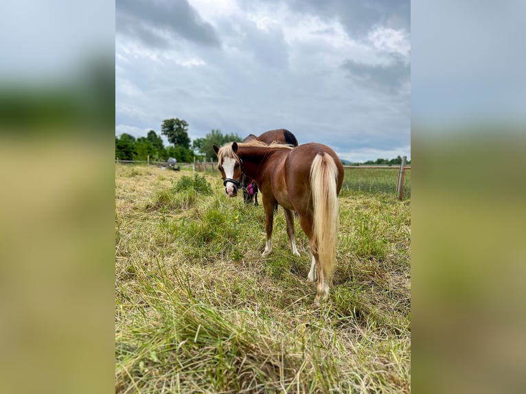Welsh A (Mountain Pony) Stallion 1 year 11,1 hh Chestnut-Red in Kalefeld