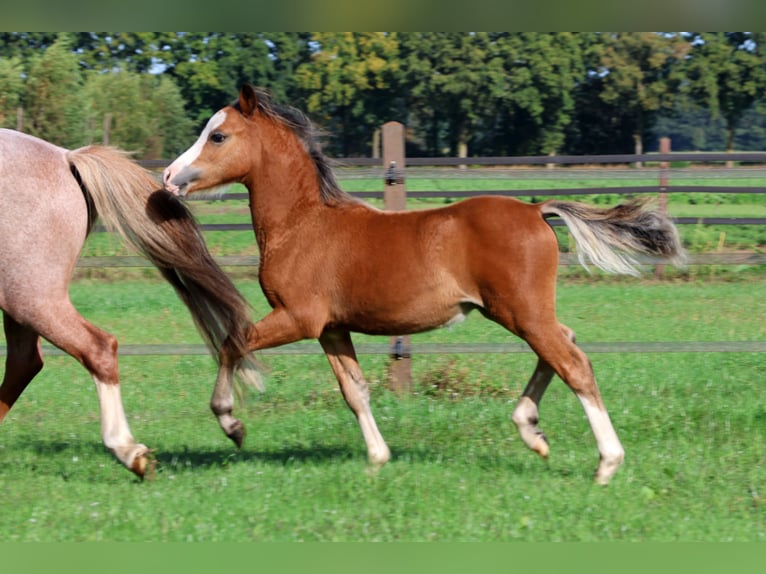 Welsh A (Mountain Pony) Stallion 1 year 11,2 hh Brown in Kessel