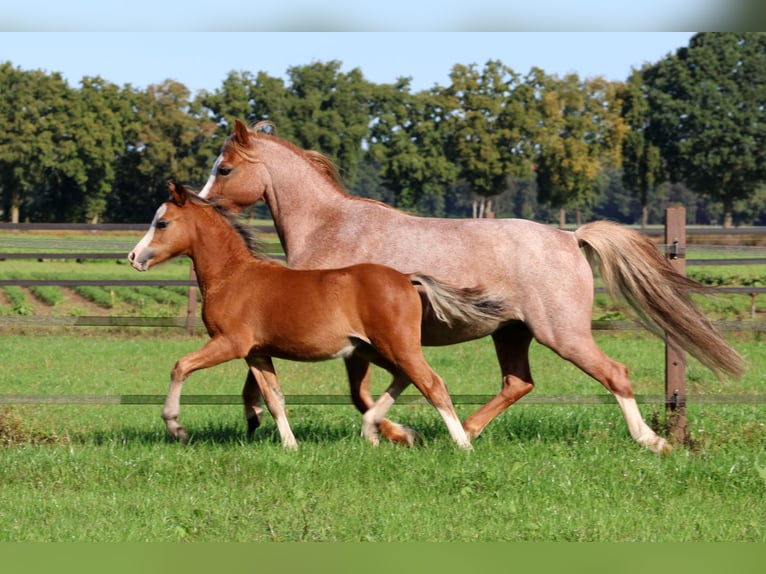 Welsh A (Mountain Pony) Stallion 1 year 11,2 hh Brown in Kessel