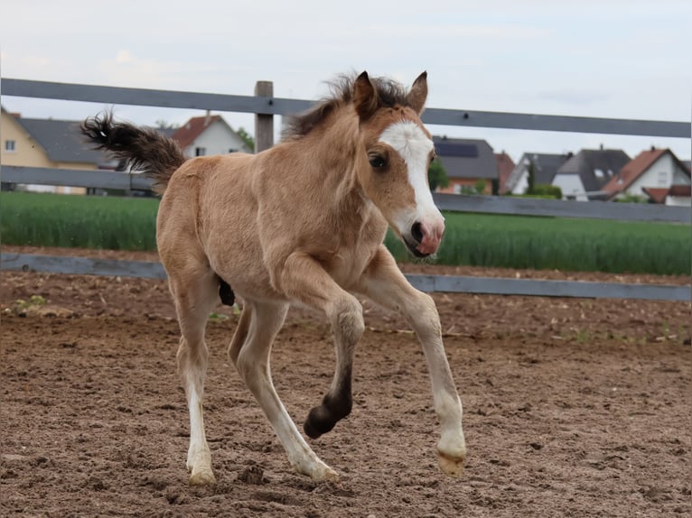 Welsh A (Mountain Pony) Mix Stallion 1 year 11,2 hh Buckskin in Scheibenhardt