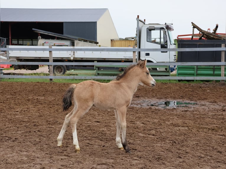 Welsh A (Mountain Pony) Mix Stallion 1 year 11,2 hh Buckskin in Scheibenhardt