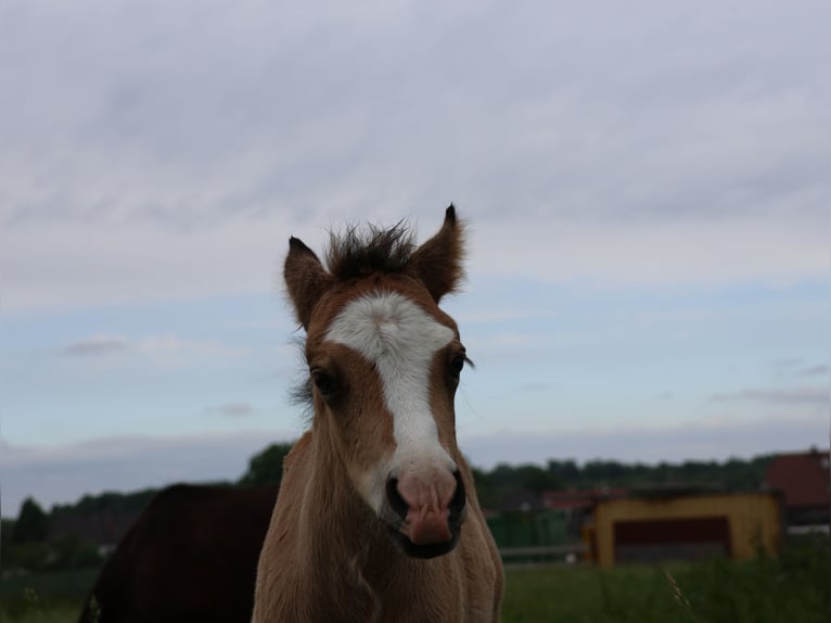 Welsh A (Mountain Pony) Mix Stallion 1 year 11,2 hh Buckskin in Scheibenhardt