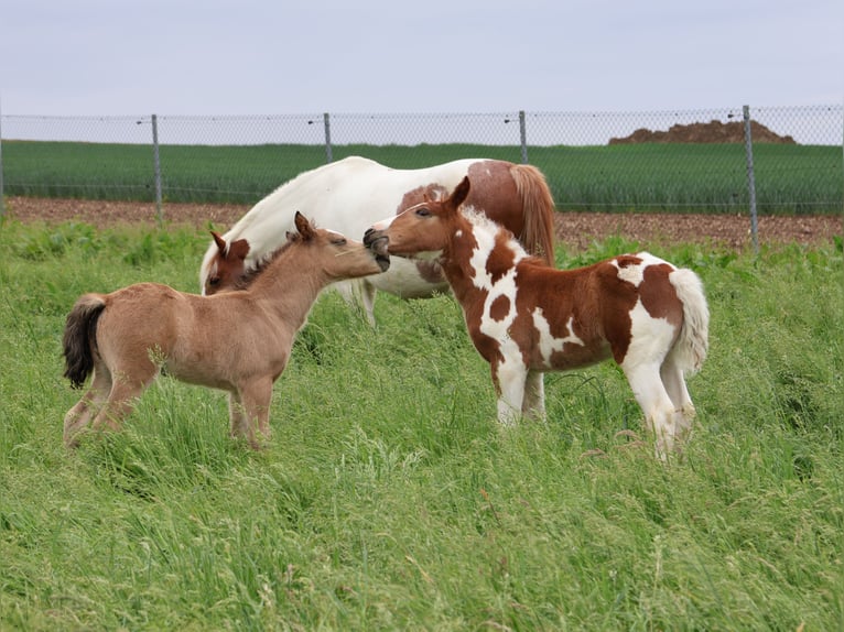 Welsh A (Mountain Pony) Mix Stallion 1 year 11,2 hh Buckskin in Scheibenhardt