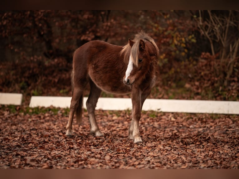 Welsh A (Mountain Pony) Stallion 1 year 11,2 hh Chestnut-Red in Neum&#xFC;nster