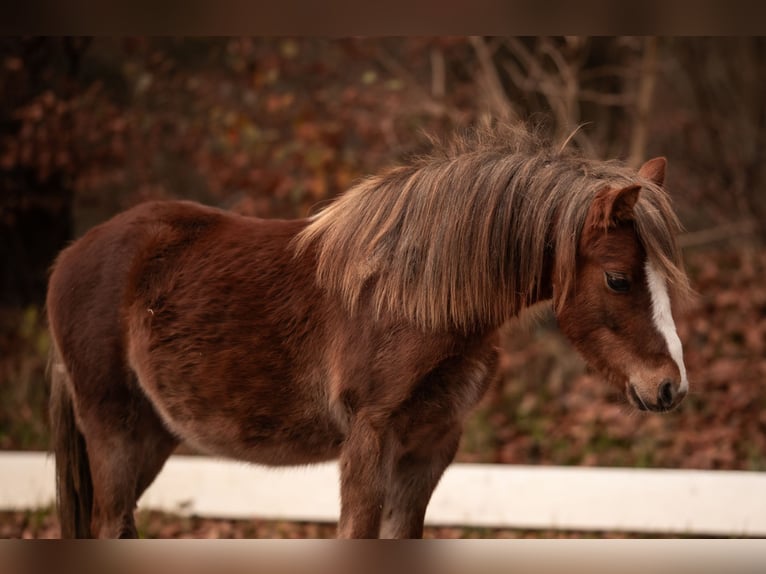 Welsh A (Mountain Pony) Stallion 1 year 11,2 hh Chestnut-Red in Neum&#xFC;nster