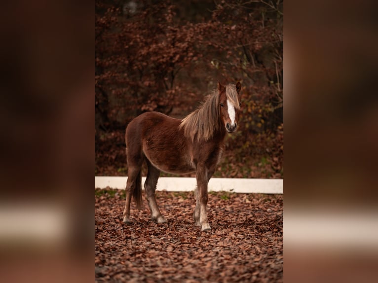 Welsh A (Mountain Pony) Stallion 1 year 11,2 hh Chestnut-Red in Neum&#xFC;nster
