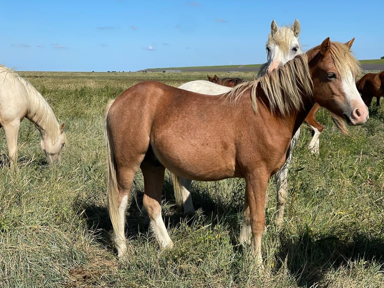 Welsh A (Mountain Pony) Stallion 1 year 11,3 hh Chestnut-Red in Kloosterburen