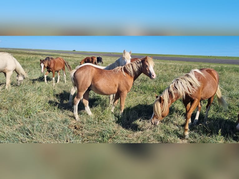 Welsh A (Mountain Pony) Stallion 1 year 11,3 hh Chestnut-Red in Kloosterburen