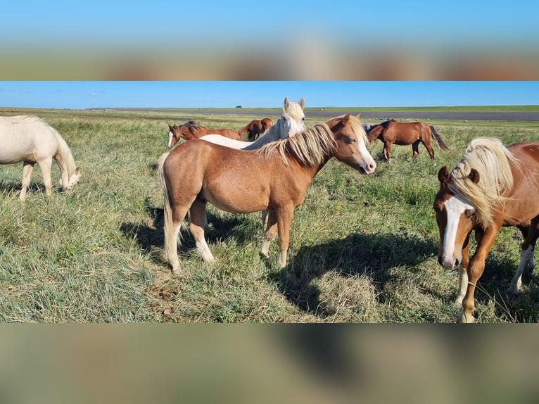 Welsh A (Mountain Pony) Stallion 1 year 11,3 hh Chestnut-Red in Kloosterburen