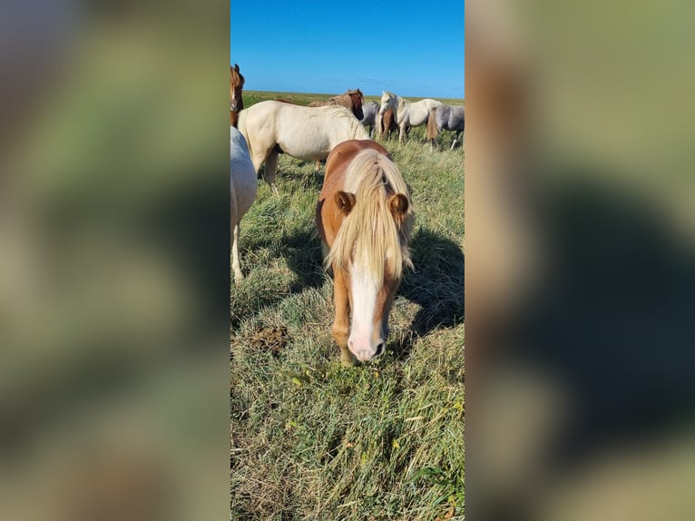 Welsh A (Mountain Pony) Stallion 1 year 11,3 hh Chestnut-Red in Kloosterburen