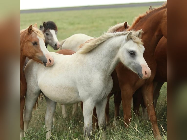 Welsh A (Mountain Pony) Stallion 1 year 11,3 hh Grey in Aalten