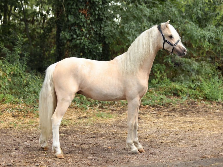 Welsh A (Mountain Pony) Stallion 1 year 12 hh Palomino in Aalten
