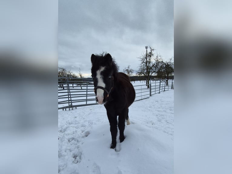 Welsh A (Mountain Pony) Stallion 1 year Black in Heuchlingen