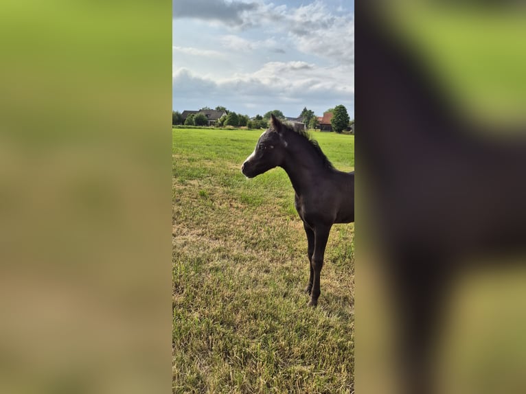 Welsh A (Mountain Pony) Stallion 1 year Black in Heuchlingen
