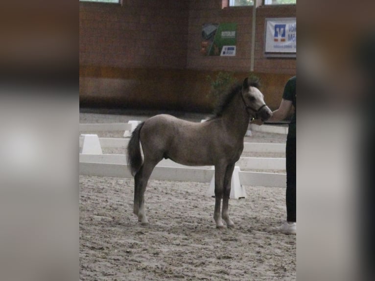 Welsh A (Mountain Pony) Stallion 1 year Grey in Hellenthal