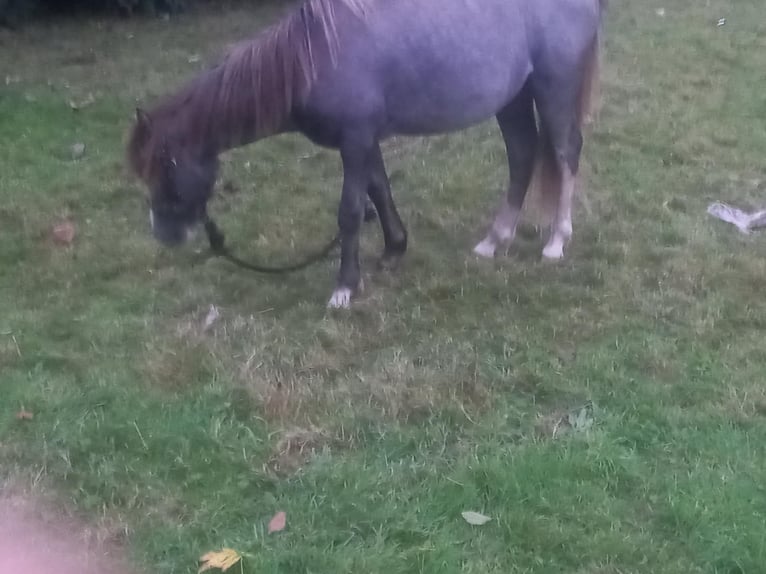 Welsh A (Mountain Pony) Stallion 1 year Grey in Swansea
