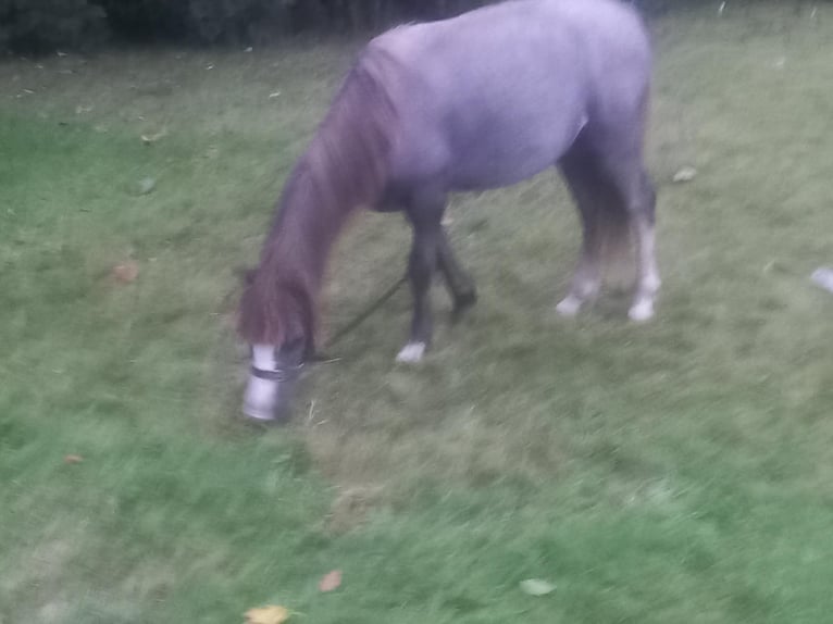 Welsh A (Mountain Pony) Stallion 1 year Grey in Swansea