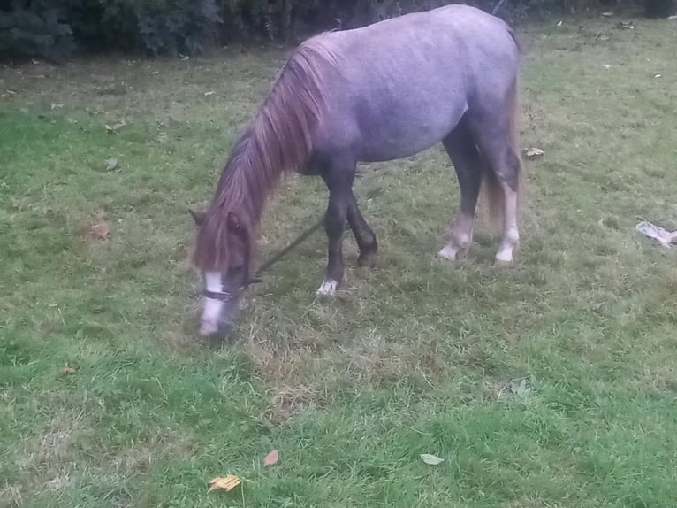 Welsh A (Mountain Pony) Stallion 1 year Grey in Swansea