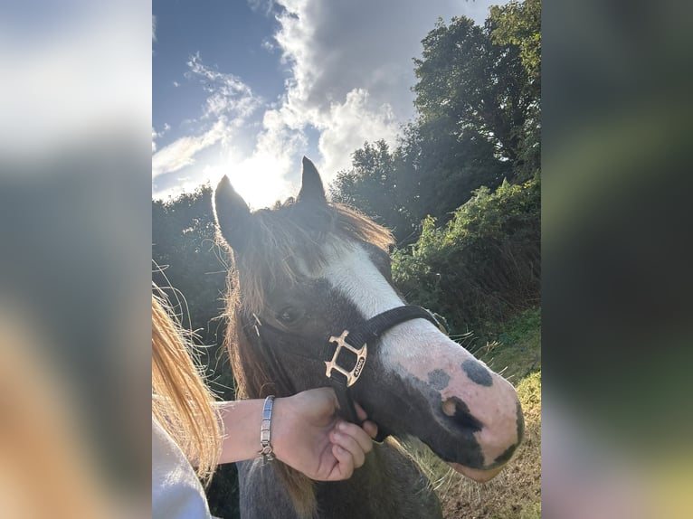 Welsh A (Mountain Pony) Stallion 1 year Grey in Swansea