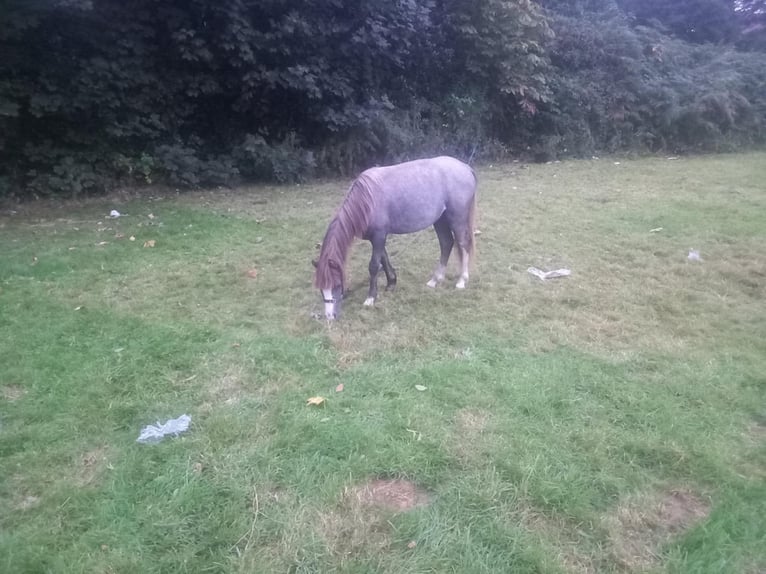Welsh A (Mountain Pony) Stallion 1 year Grey in Swansea