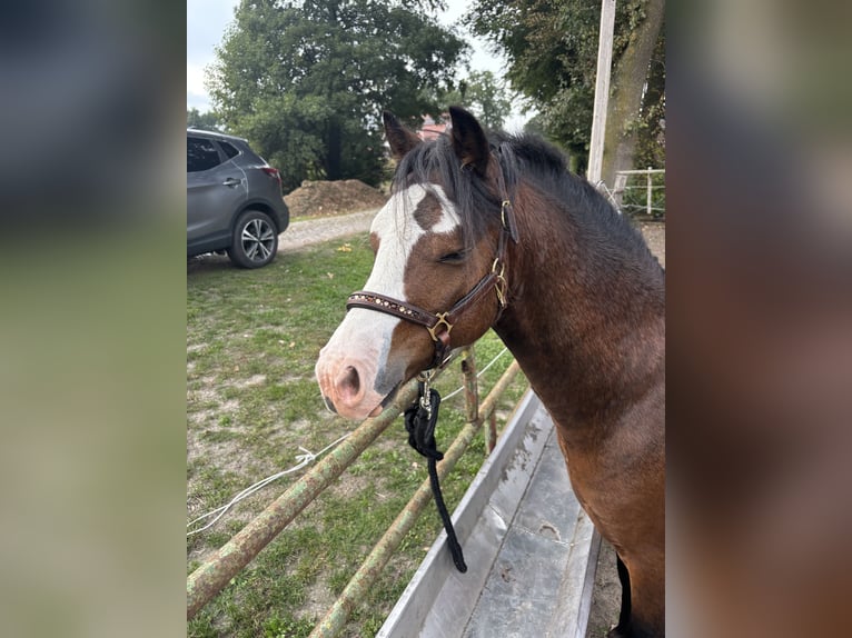 Welsh A (Mountain Pony) Stallion 2 years 10.2 hh Bay-Dark in Neuenkirchen-Vörden
