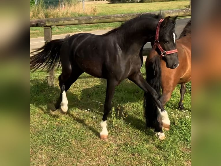 Welsh A (Mountain Pony) Stallion 2 years 10,2 hh Black in Baak