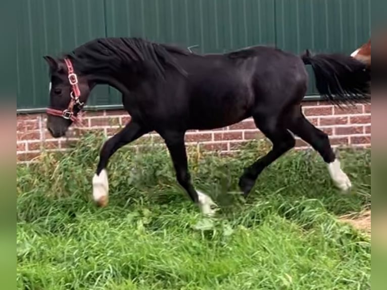 Welsh A (Mountain Pony) Stallion 2 years 10,2 hh Black in Baak