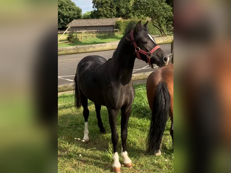 Welsh A (Mountain Pony) Stallion 2 years 10,2 hh Black in Baak