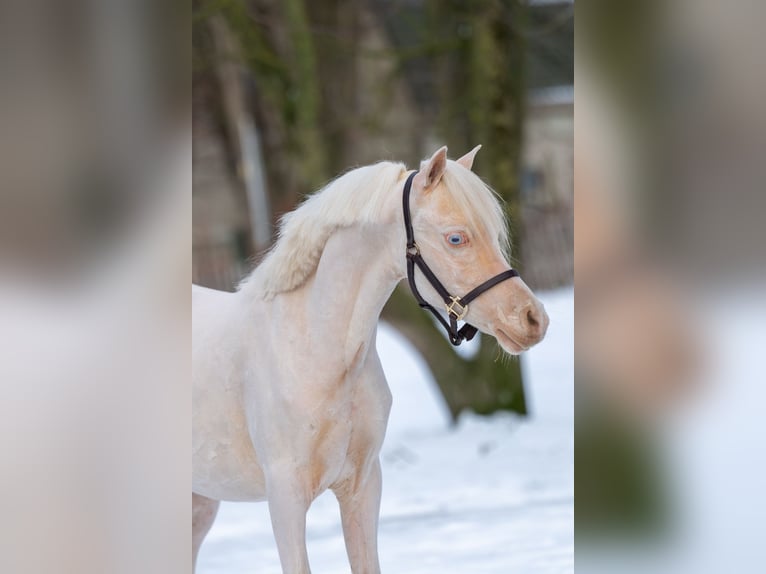 Welsh A (Mountain Pony) Stallion 2 years 10,2 hh Cremello in Grote Brogel